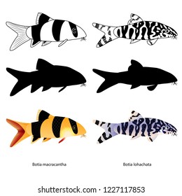 Set of aquarium fish. Isolated on white. Popular color fish. Botia Macracantha, Lohachata. Vector, Eps 10