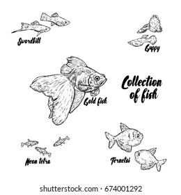 A set of aquarium fish painted by hand. Vector illustration for a postcard or a poster. Pets.