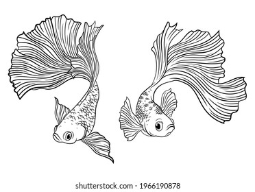 Set of aquarium golden fish. Collection of decorative marine pet. Vector illustration on white background.