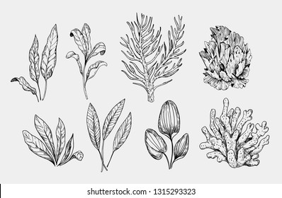 Set of aquarium plants. Hand drawn illustration converted to vector