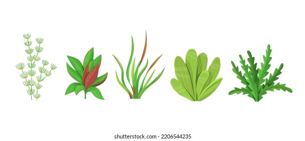 Set of aquarium underwater plants on white background