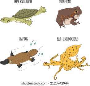 Conjunto de animales acuáticos - todos se pueden encontrar en Australia. Excelente ilustración de un platypus, pulpo de anillo azul, tortuga de agua dulce y un pobblebonk.