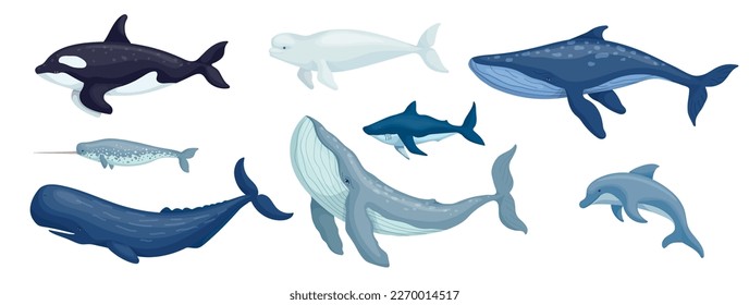 Set of aquatic mammals, predatory fish.Cartoon vector graphics.