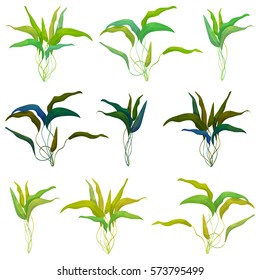 Set of aquatic plant for aquascaping:  Amazon sword plant (Echinodorus grisebachii) or Cryptocoryne (water trumpet)