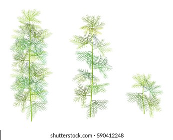 Set of aquatic plant for aquascaping: Ceratophyllum or Myriophyllum  (watermilfoil) 