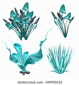 A set of aquatic plants isolated on white background. Vector illustration.