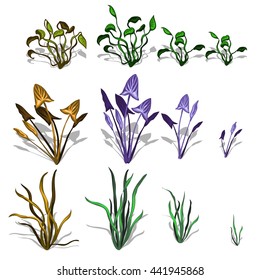 A set of aquatic plants isolated on white background. Vector illustration.