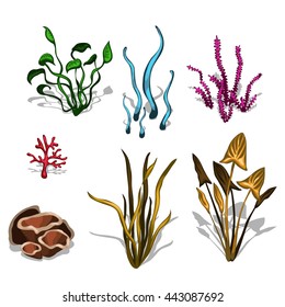 Set of aquatic plants isolated on white background. Vector illustration.