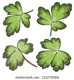 Set of Aquilegia or columbine flower plant green leaf. Summer or spring city plant. Red wild columbine bottom leaves collection. Vector.