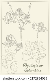 A set of Aquilegia flowers, leaves and buds