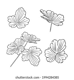 A set of aquilegia leaf outlines. Vector isolated clipart. Minimal monochrome hand-drawn botanical design.
