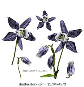 set of aquilegia vulgaris flowers with blossomed buds and not yet blossomed, branches with leaves, sketch vector graphics color illustration on white background