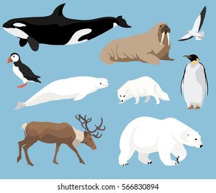 Set of arctic animals illustration in flat style, polar bear, penguin, reindeer, puffin and others