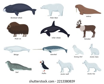 Set of arctic animals with inscriptions. Vector illustration set of multicolored polar arctic animals isolated on white. Flat design, side view.