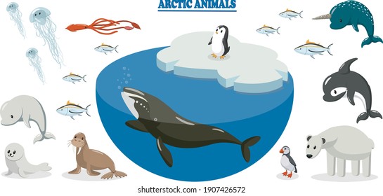 Set of arctic animals.Arctic whale, walrus,seal,belugawhale,jellyfish, tuna,squid,penguin,puffin,killer whale, polar bear, narwhal. Animals are grouped to create animations and cartoons for ch