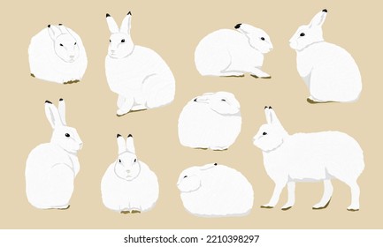 Set of Arctic hares Lepus arcticus in different poses. Wild animal of the Arctic tundra. Realistic vector isolated rabbits