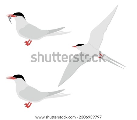 Set of Arctic tern bird. Sterna paradisaea isolated on white background. Seabird is flying, standing and eating fish. Vector illustration.
