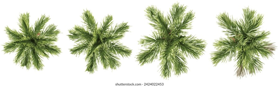 set of Areca palm trees rendered from the top view, 3D illustration, for digital composition, illustration, 2D plans, architecture visualization