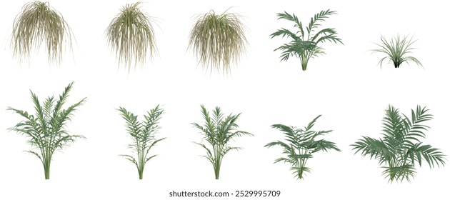 Set of Areca palm,Spartina Pectinataplants isolated on transparent background