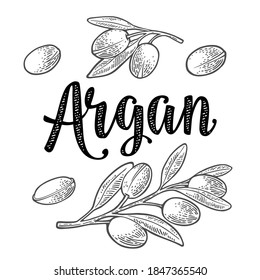 Set of argan branches, leaves, nuts. For packing oil creams. Vector vintage engraved illustration isolated on white background