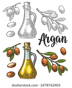 Set of argan branches, leaves, nuts, bottle with oil. Vector color vintage engraving illustration isolated on white background