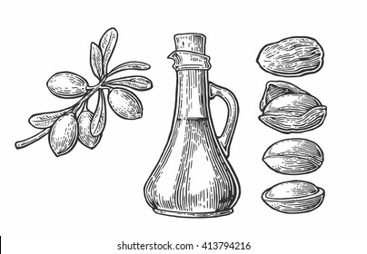 Set of argan branches, leaves, nuts. For packing oil creams. Vector vintage engraved illustration isolated on white background