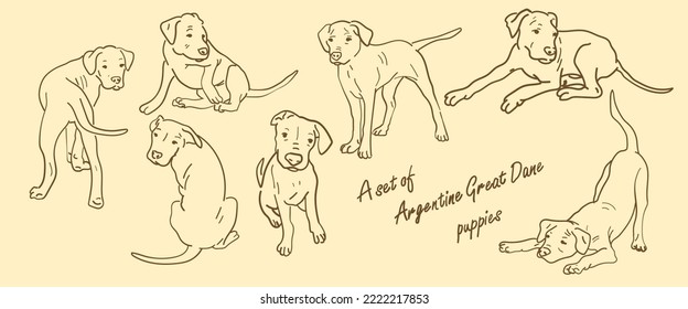 A set of Argentine Great Dane in different poses. Line graphics on a light background. Suitable for printing on paper and textiles. Gift wrapping, clothing.