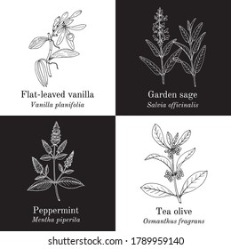 Set of aromaric edible and medicinal plants. Hand drawn botanical vector illustration