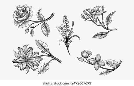 Conjunto de flores aromáticas. Ylang ylang, rosa, lavanda, naranja y jazmín. Estilo de grabado. Ilustración de Vector.