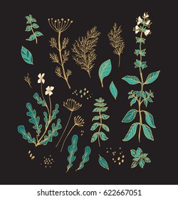 Set of aromatic herbs with basil