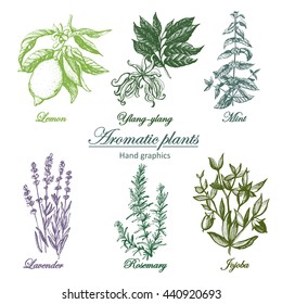 Set of aromatic herbs image. Set of graphic images. Illustration for greeting cards, invitations, and other printing projects.