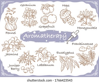 Set of aromatic herbs. Vector illustration.