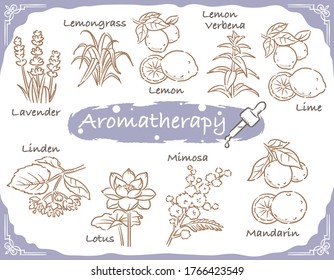 Set of aromatic herbs. Vector illustration.