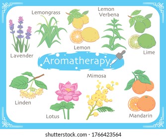 Set of aromatic herbs. Vector illustration.