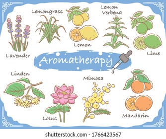 Set of aromatic herbs. Vector illustration.