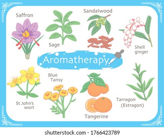 Set of aromatic herbs. Vector illustration.