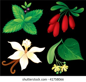 Set of aromatic plants