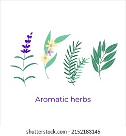 Set of aromatic plants including lavender, lemon tree blossom, rosemary, eucalyptus. Aromatherapy plants. Vector illustration. Hand drawn style. 