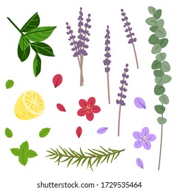 Bergamot Illustration の画像 写真素材 ベクター画像 Shutterstock Bergamot Illustration の画像 写真素材 ベクター画像 Shutterstock