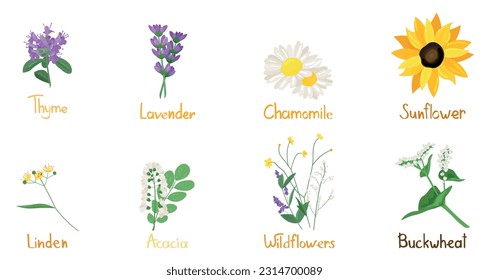 Set of aromatic summer flowers on white background