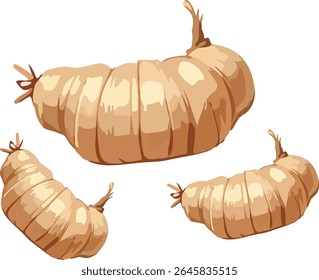 Set of Arrowroot tubers vector illustration. Fresh raw garut (Maranta arundinacea) in a detailed, painterly cartoon style. Healthy organic food ingredient, isolated on white background