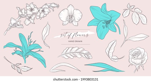 Set von handgezeichneter Blume und Blättern. Illustrationsvektor einzeln. Schwarze Konturpflanze auf dem Hintergrund.