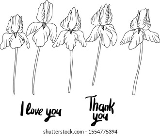 Set of art line iris and lettering. Hand draw. Sketch style. Thank you. I love you