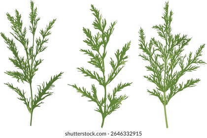 Set of Artemisia abrotanum tree, lad's love, southernwood bush cutout, isolated vector illustration, herbal plant, green shrub, nature botanical element, garden foliage,