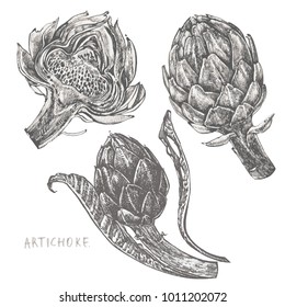 Set artichoke. Vector hand drawn illustration on white background.