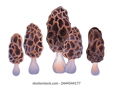 Set of artistically drawn brown, delicious, detailed, isolated morels on white background. Morel mushroom.