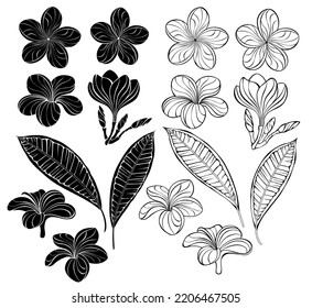 Set of artistically drawn, outline and silhouette plumeria flowers, buds and leaves on white background. Design elements.