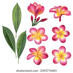 Set of artistically drawn, pink flowers, buds and green plumeria leaves on white background. Design elements.