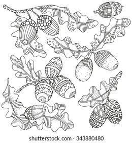 Set of artistically hand drawn acorns and oak leaves  in vector. Ethnic, floral, doodle, zentangle, tribal design elements.  Black and white. Made by trace from sketch.