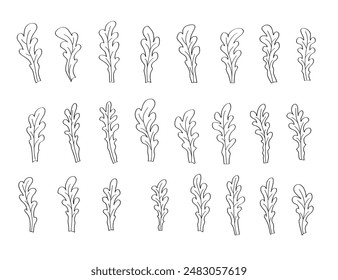 Set of arugula icons, a cartoon doodle sketch. Vector illustration of herb seasoning arugula.